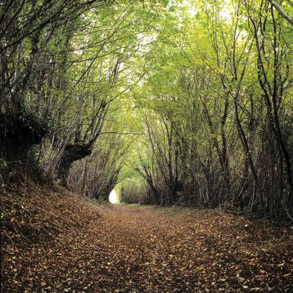 perche_05_PRINTEMPS_FOREST_CHEMIN_15X15[1].jpg