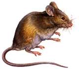 souris.jpeg