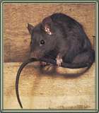 souris 3.jpeg