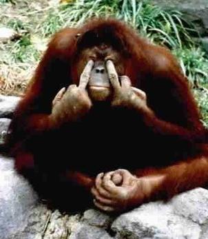 singe.JPG