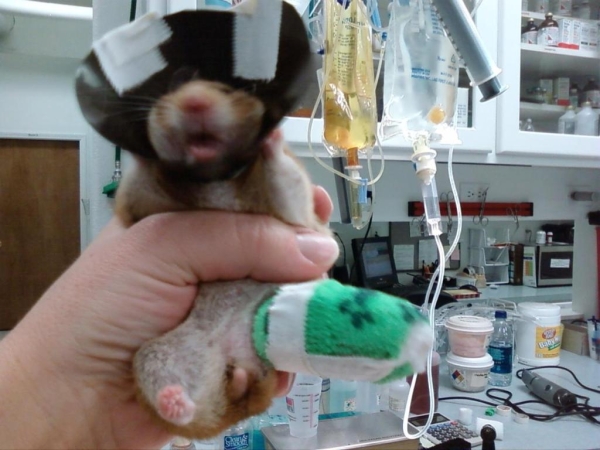 hamsterwithabrokenleg.jpg