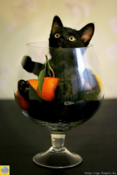 coctail-chat [].jpg
