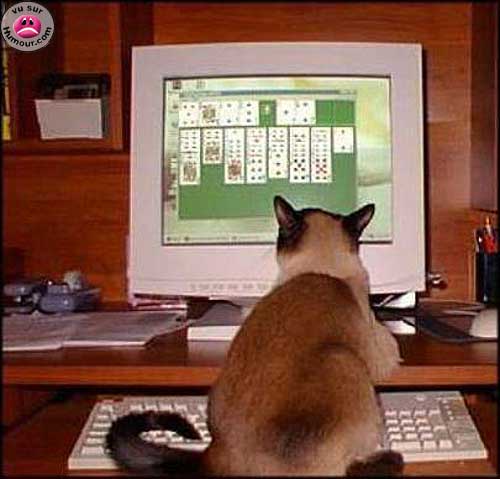 2390_chat_solitaire[1].jpg