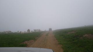 Vaches dans la brume.jpg