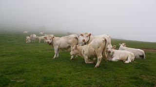 Vaches dans la brume 1.jpg