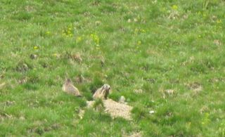 Marmottes.jpg